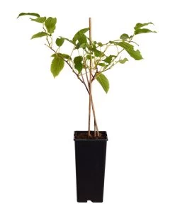 Kiwi 'Issai' -Outdoor Living Verkauf 7033822 PR FS 001 ActinidiaArgutaKiwiIssai2LiterDehnerExpressZS