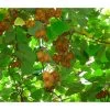 Kiwi 'Issai' -Outdoor Living Verkauf 7033822 WE DE 001 KiwiIssaiActinidiaArguIssai
