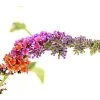 Sommerflieder 'Flower Power' 2 Sommerflieder 'Flower Power' -Outdoor Living Verkauf 7078181 WE DE 001 BuddlejaFlowerPowerSommerflieder3LDehnerExpressHerzig