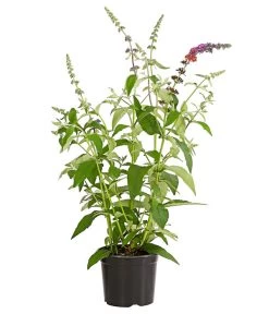 Sommerflieder 'Flower Power' -Outdoor Living Verkauf 7078181 WE FS 001 BuddlejaFlowerPowerSommerflieder3LDehnerExpressHerzig
