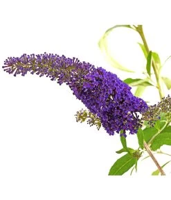 Sommerflieder 'Black Knight' -Outdoor Living Verkauf 7078918 WE DE 001 BuddlejaDavidiiBlaueSortenSommerflieder3LDehnerExpressHerzig