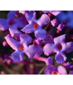 Sommerflieder 'Black Knight' -Outdoor Living Verkauf 7078918 WE DE 002 BuddleijaSommerflieder Pixabay