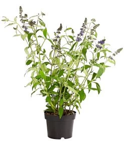 Sommerflieder 'Black Knight' -Outdoor Living Verkauf 7078918 WE FS 001 BuddlejaDavidiiBlaueSortenSommerflieder3LDehnerExpressHerzig