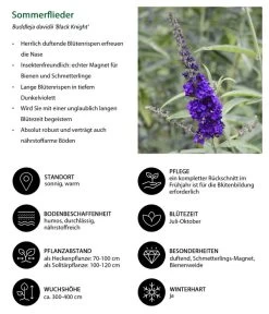Sommerflieder 'Black Knight' -Outdoor Living Verkauf 7078918 WE IG 001 Sommerflieder