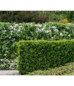 Buchs -Outdoor Living Verkauf 7081151 PR MO 001 BuxusHeckeRetLucknerMai2015