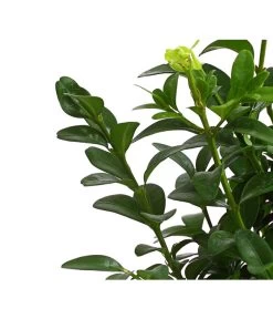 Buchs -Outdoor Living Verkauf 7083108 PR DE 001 BuchsBuxusGuteWahl9DehnerExpressHerzig