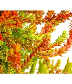 Knospenheide, Pyramide -Outdoor Living Verkauf 7084494 PR DE 001 CallunaVulgarisKnospenheidePyramideDehnerExpressHerzig