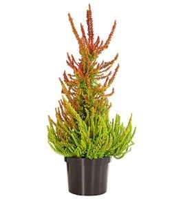 Knospenheide, Pyramide -Outdoor Living Verkauf 7084494 PR FS 001 CallunaVulgarisKnospenheidePyramideDehnerExpressHerzig