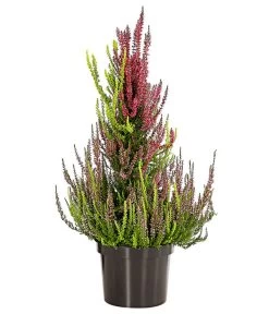 Knospenheide, Pyramide -Outdoor Living Verkauf 7084494 PR FS 003 CallunaVulgarisKnospenheidePyramideDehnerExpressHerzig