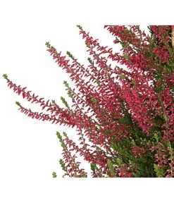 Knospenheide, Pyramide -Outdoor Living Verkauf 7084494 WE DE 001 CallunaVulgarisKnospenblueherPyramideT19DehnerExpressHerzig