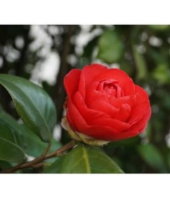 Kamelie, Rot 7 Kamelie, Rot -Outdoor Living Verkauf 7086549 WE DE 002 CamelliaJaponicaKamelieRot Pixabay