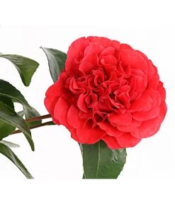 Kamelie, Rot 9 Kamelie, Rot -Outdoor Living Verkauf 7086671 WE DE 001 CamelliaKamelieJaponicaRot11CDehnerExpressHerzig