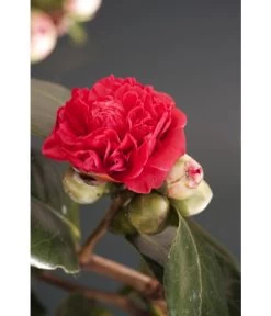 Kamelie, Rot 8 Kamelie, Rot -Outdoor Living Verkauf 7086671 WE DE 001 CamelliaRotDreamstimeAllgreen
