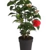 Kamelie, Rot -Outdoor Living Verkauf 7086671 WE FS 001 CamelliaKamelieJaponicaRot11CDehnerExpressHerzig