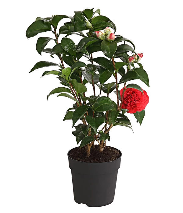 Kamelie, Rot 3 Kamelie, Rot