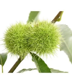 Esskastanie -Outdoor Living Verkauf 7091580 PR DE 001 CastaneaSativaEsskastanieDehnerExpressHerzig