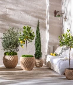 Blaue Säulen-Zypresse 'Columnaris Glauca' -Outdoor Living Verkauf 7106180 4272639 7120389 WE MO 001 OliveZypresseZitrone