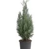 Blaue Säulen-Zypresse 'Columnaris Glauca' -Outdoor Living Verkauf 7106180 PR FS 001 ChamaecyparisSaeulenZypresseColumnatisGlauca10LDehnerExpressHerzig