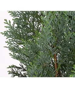 Blaue Säulen-Zypresse 'Columnaris Glauca' -Outdoor Living Verkauf 7106180 WE DE 001 ChamaecyparisSaeulenzypresseColumnatisGlauca10LDehnerExpressHerzig