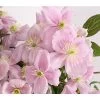 Berg-Waldrebe - Clematis 'Fragrant Spring' -Outdoor Living Verkauf 7125107 WE DE 001 ClematisMontanaFragSpringWaldreben3LDehnerExpressHerzig