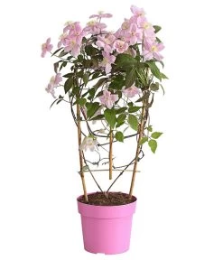 Berg-Waldrebe - Clematis 'Fragrant Spring' -Outdoor Living Verkauf 7125107 WE FS 001 ClematisMontanaFragSpringWaldreben3LDehnerExpressHerzig