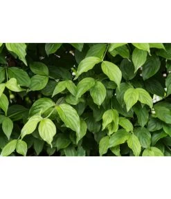 Kornelkirsche - Cornus Mas -Outdoor Living Verkauf 7137110 PR DE 001 CornusMasKornelkirscheLuckner