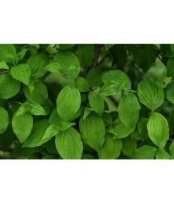 Kornelkirsche - Cornus Mas -Outdoor Living Verkauf 7137110 PR DE 001 CornusMasKornelkirscheLucknerMai2015