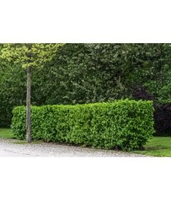 Kornelkirsche - Cornus Mas -Outdoor Living Verkauf 7137110 PR MO 001 CornusMasKornelkirscheLucknerMai2015