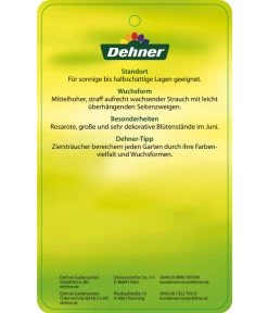 Deutzie 'Tourbillon Rouge' - Sternchenstrauch -Outdoor Living Verkauf 7166093 RosaSternstrauchTourbillonRouge Etikett 2