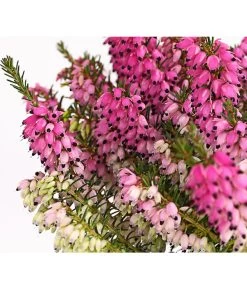 Schneeheide -Outdoor Living Verkauf 7172034 PR DE 001 EricacarnearosaT11DehnerExpressHerzig