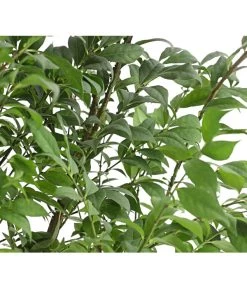 Niedriger Korkspindelstrauch 'Compactus' -Outdoor Living Verkauf 7175649 PR DE 001 EuonymusAlatusCompactus5LDehnerExpressHerzig