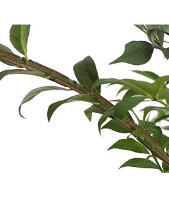 Niedriger Korkspindelstrauch 'Compactus' -Outdoor Living Verkauf 7175649 PR DE 002 EuonymusAlatusCompactus5LDehnerExpressHerzig