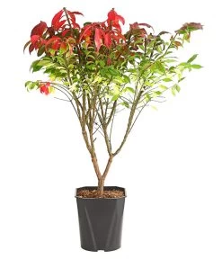 Outdoor Living Verkauf -Outdoor Living Verkauf 7175649 WE FS 003 EuonymusSpindelstrauchAlatusCompactus5LDehnerExpressHerzig