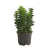 Säulen-Spindelstrauch 'Green Rocket' 2 Säulen-Spindelstrauch 'Green Rocket' -Outdoor Living Verkauf 7177694 PR FS 001 EuonymusSpindelstrauchGreenRocket13cmRetDehnerExpressHerzig