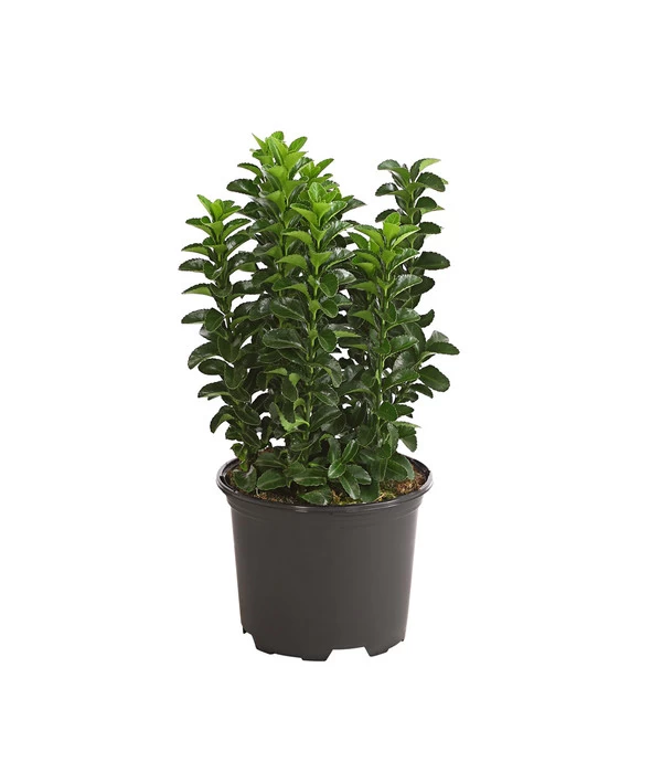 Säulen-Spindelstrauch 'Green Rocket' 3 Säulen-Spindelstrauch 'Green Rocket'