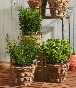 Säulen-Spindelstrauch 'Green Rocket' 5 Säulen-Spindelstrauch 'Green Rocket' -Outdoor Living Verkauf 7177694 WE MO 001 Euonymus