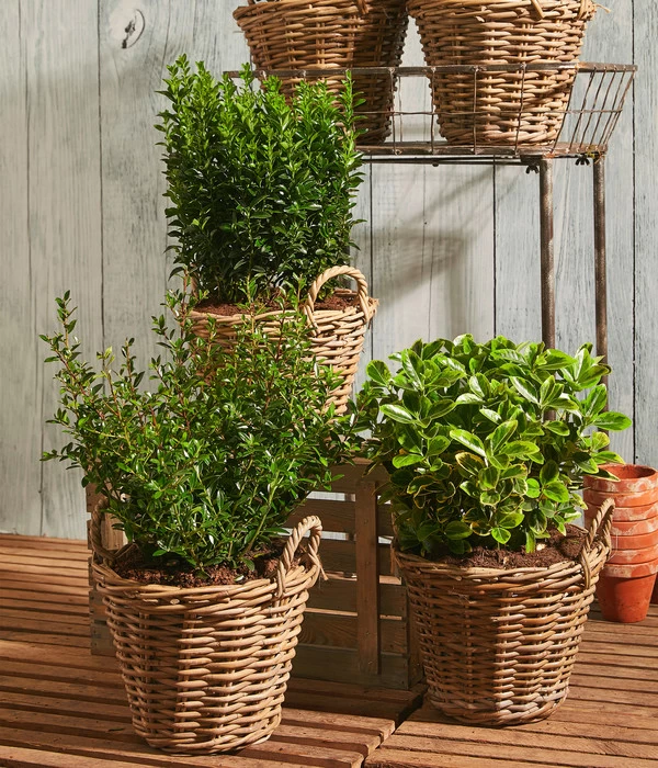 Säulen-Spindelstrauch 'Green Rocket' 4 Säulen-Spindelstrauch 'Green Rocket' – Bild 2