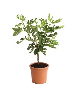 Feige 'Pfälzer Fruchtfeige' -Outdoor Living Verkauf 7186448 PR FS 001 FicusCaricaFeigePfaelzerStamm7LDehnerExpressHerzig