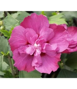 Hibiskus 'Purple Ruffles®' - Garten-Eibisch