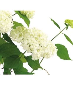 Schneeball-Hortensie 'Annabelle®' -Outdoor Living Verkauf 7219967 PR DE 001 HydrangeaHortensieAnnabelle3LDehnerExpressHerzig