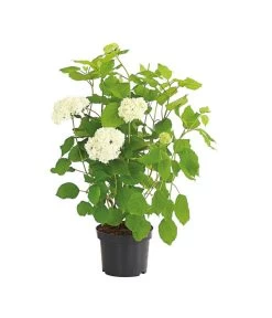 Schneeball-Hortensie 'Annabelle®' -Outdoor Living Verkauf 7219967 PR FS 001 HydrangeaHortensieAnnabelle3LDehnerExpressHerzig
