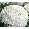 Schneeball-Hortensie 'Annabelle®' -Outdoor Living Verkauf 7219967 WE MO 011 HydrangeaHortensieAnnabelle3L