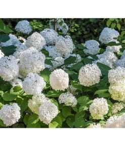 Schneeball-Hortensie 'Annabelle®' -Outdoor Living Verkauf 7220056 PR DE 0005 HydrangeaArborescensAnnabelleRetLuckner2014