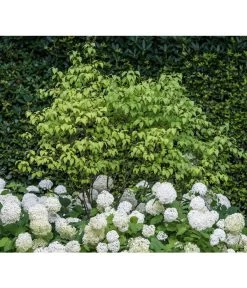 Schneeball-Hortensie 'Annabelle®' -Outdoor Living Verkauf 7220056 PR MO 001 HydrangeaArborescensAnnabelleLuckner2014