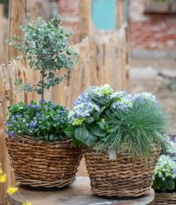 Eukalyptus, Stämmchen -Outdoor Living Verkauf 7222003 WE MO 001 HortensienBlauBlaubluehendeStraeucher