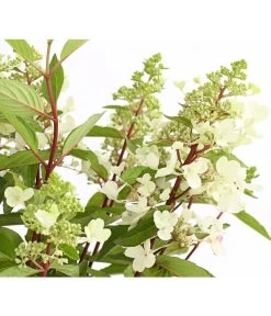 Rispen-Hortensie 'Pinky Winky' -Outdoor Living Verkauf 7224033 PR DE 001 HortensieHydrangeaPinkyWinky5LDehnerExpressHerzig