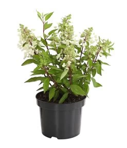 Rispen-Hortensie 'Pinky Winky' -Outdoor Living Verkauf 7224033 PR FS 001 HortensieHydrangeaPinkyWinky5LDehnerExpressHerzig