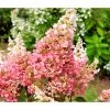 Rispen-Hortensie 'Pinky Winky' -Outdoor Living Verkauf 7224033 PR FS 001 RispenHortensieHydPanPinkyWinky