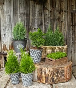 Chinesischer Wacholder 'Stricta' -Outdoor Living Verkauf 7246556 WE MO 001 ChinesischerWacholderJuniperumChinensis