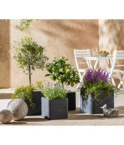 Lavendel 'Royal Blue' -Outdoor Living Verkauf 7296874 WE MO 001 MediterranOliveZitroneFeige